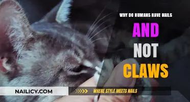 Nails vs. Claws: The Evolutionary Purpose Behind Human Fingertips