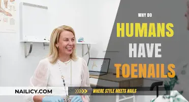 Why Do Humans Have Toenails? Uncovering Their Surprising Purpose