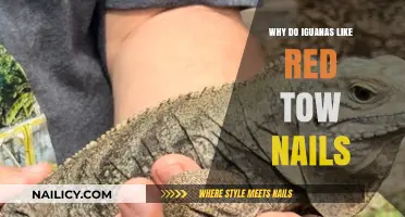 Why Iguanas Are Attracted to Red Toenails: Unraveling the Mystery