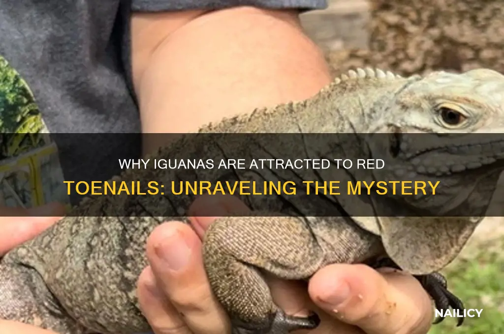why do iguanas like red tow nails