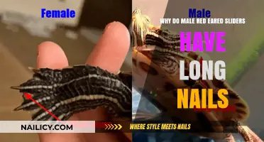 Male Red-Eared Sliders: Long Nails, Why?