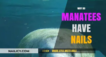 Unusual Manatee Nails: Exploring Their Surprising Purpose and Evolution