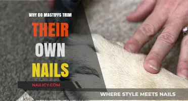 Mastiffs' Self-Grooming: Trimming Nails, Why and How?