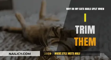 Cat Claw Care: Trimming Nails Without Splitting
