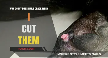 Dog Nail Cracking: Trimming Troubles and Solutions
