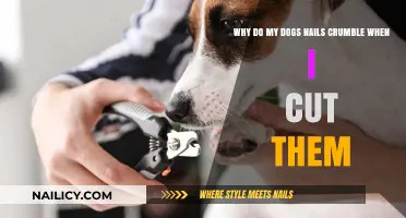 Trimming Nails: Why Do Dog Nails Crumble?