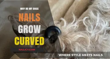 How Curved Nails Affect Our Dogs' Health