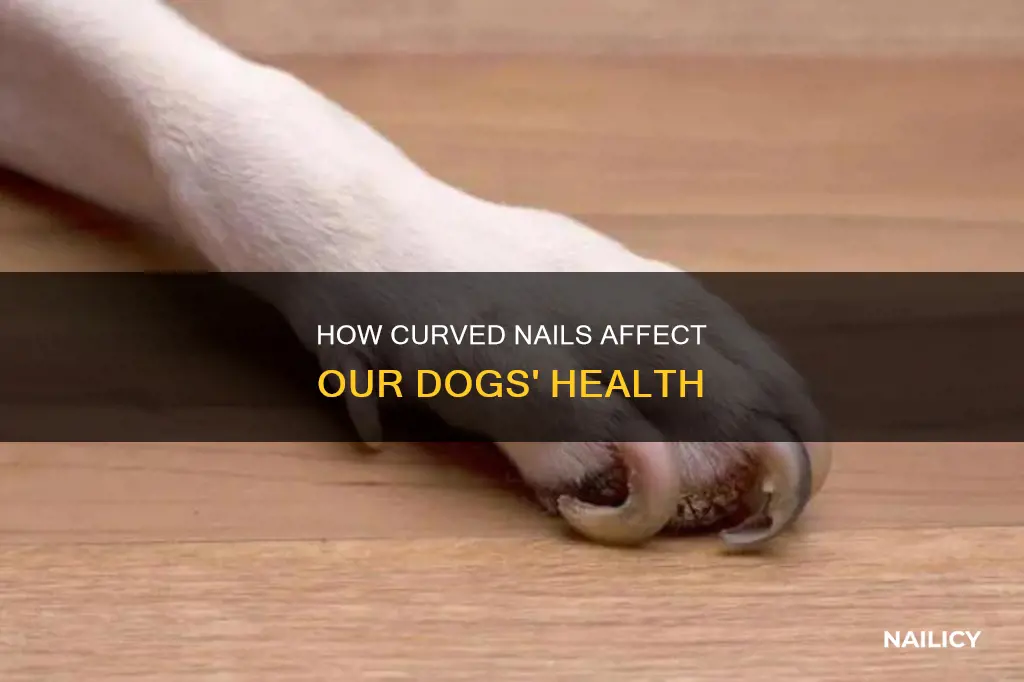 why do my dogs nails grow curved