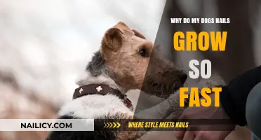 How to Keep Up with Your Dog's Rapid Nail Growth