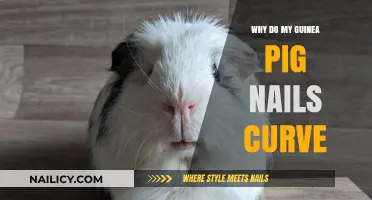 Why Guinea Pig Nails Curve: Causes, Prevention, and Care Tips