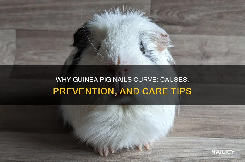 why do my guinea pig nails curve