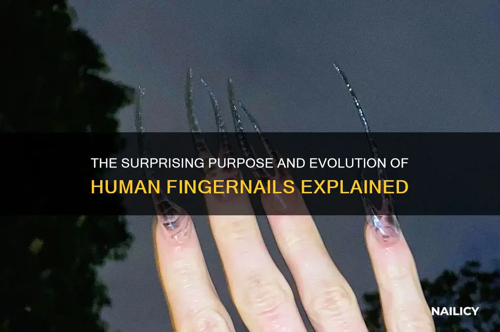 why do nails exist