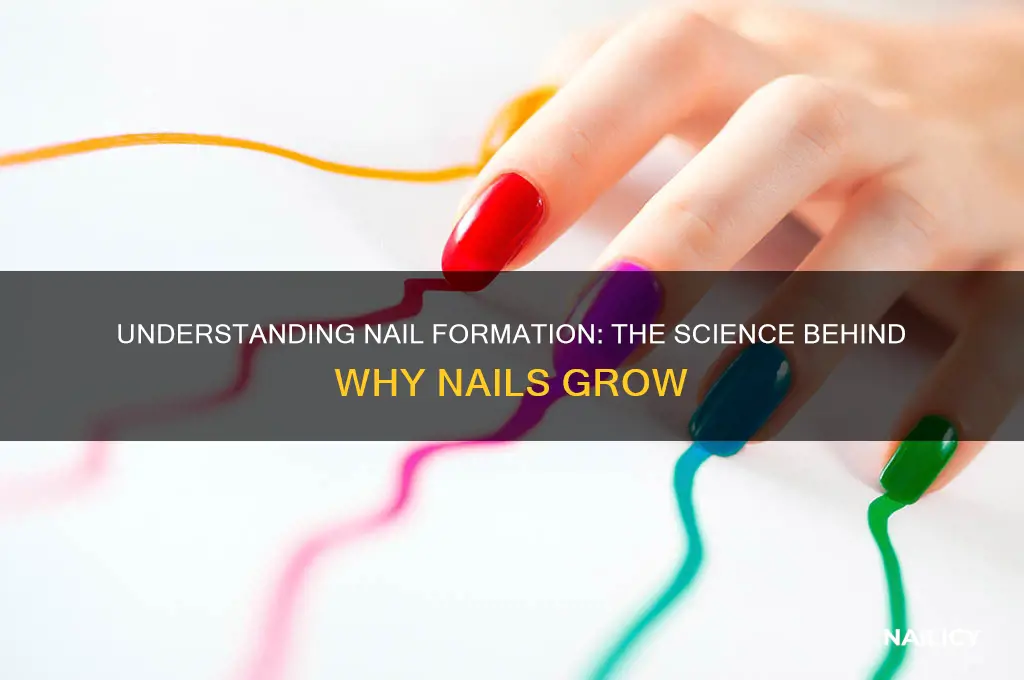 why do nails form