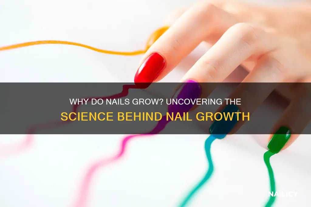 why do nails gro