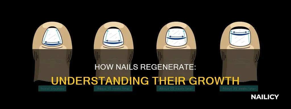 why do nails grow back