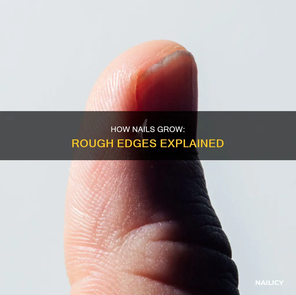 why do nails grow out rough
