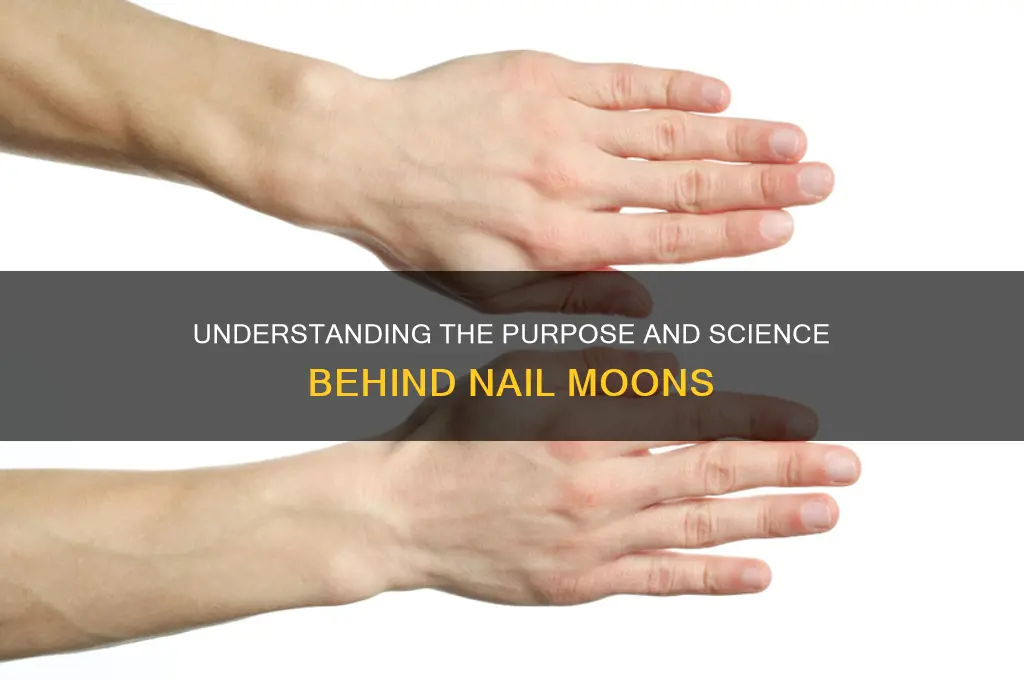 why do nails have moons
