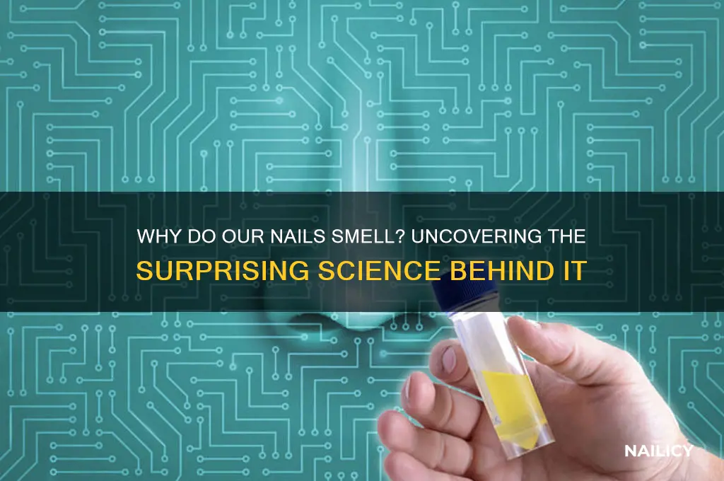 why do our nails sme