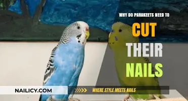 Trimming Parakeet Nails: A Necessary Health Routine