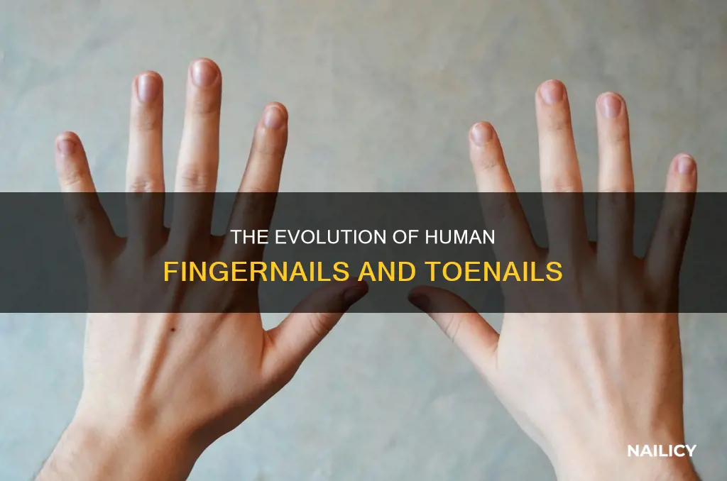 why do people have finger and toe nails wikipedia