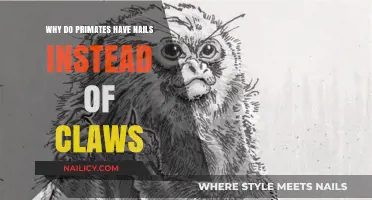 Why Primates Have Nails: Evolution's Shift from Claws to Precision