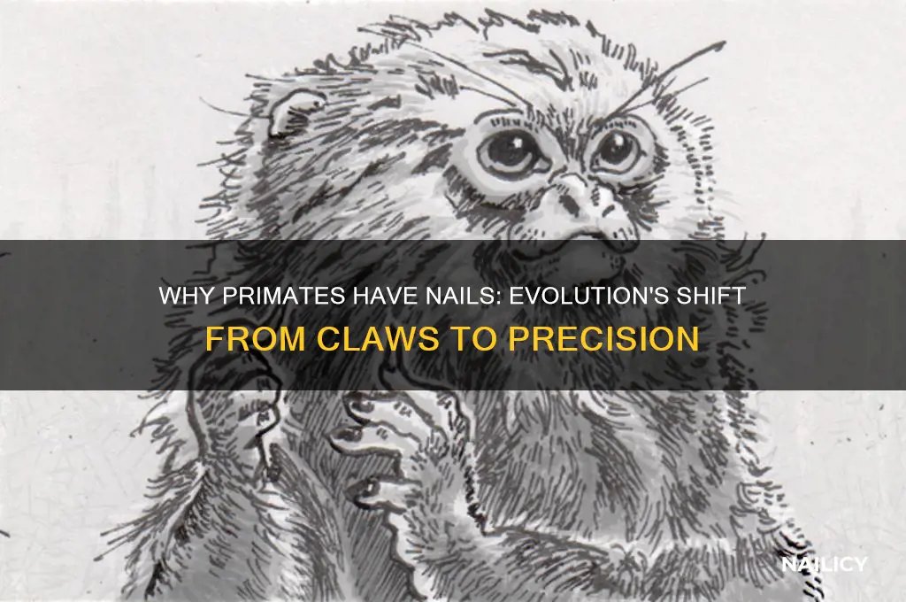 why do primates have nails instead of claws