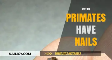 Why Primates Have Nails: Evolution, Function, and Adaptation Explained