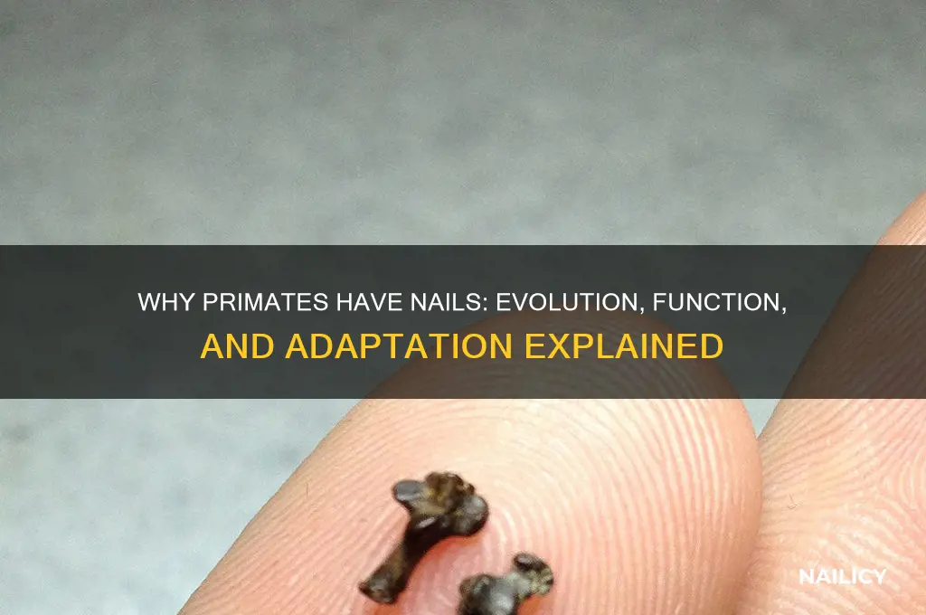why do primates have nails
