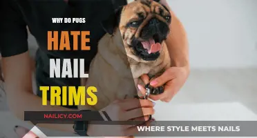 Pugs' Nail Trims: A Stressful Experience for Your Pet