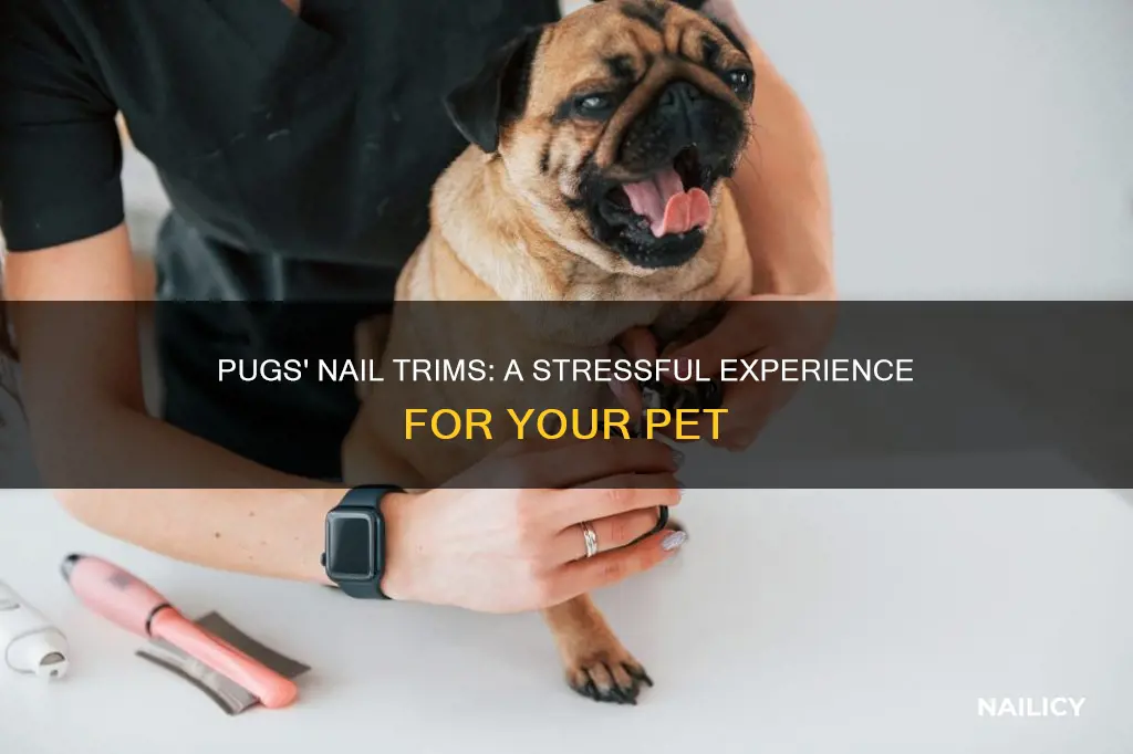 why do pugs hate nail trims