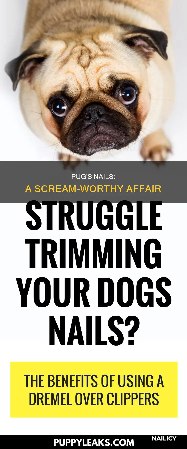 why do pugs scream when you cut their nails