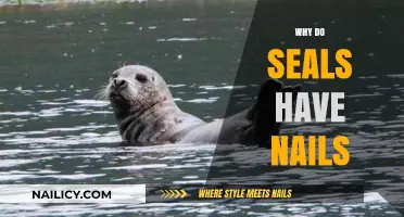 Why Seals Have Nails: Uncovering the Surprising Purpose of Flipper Claws