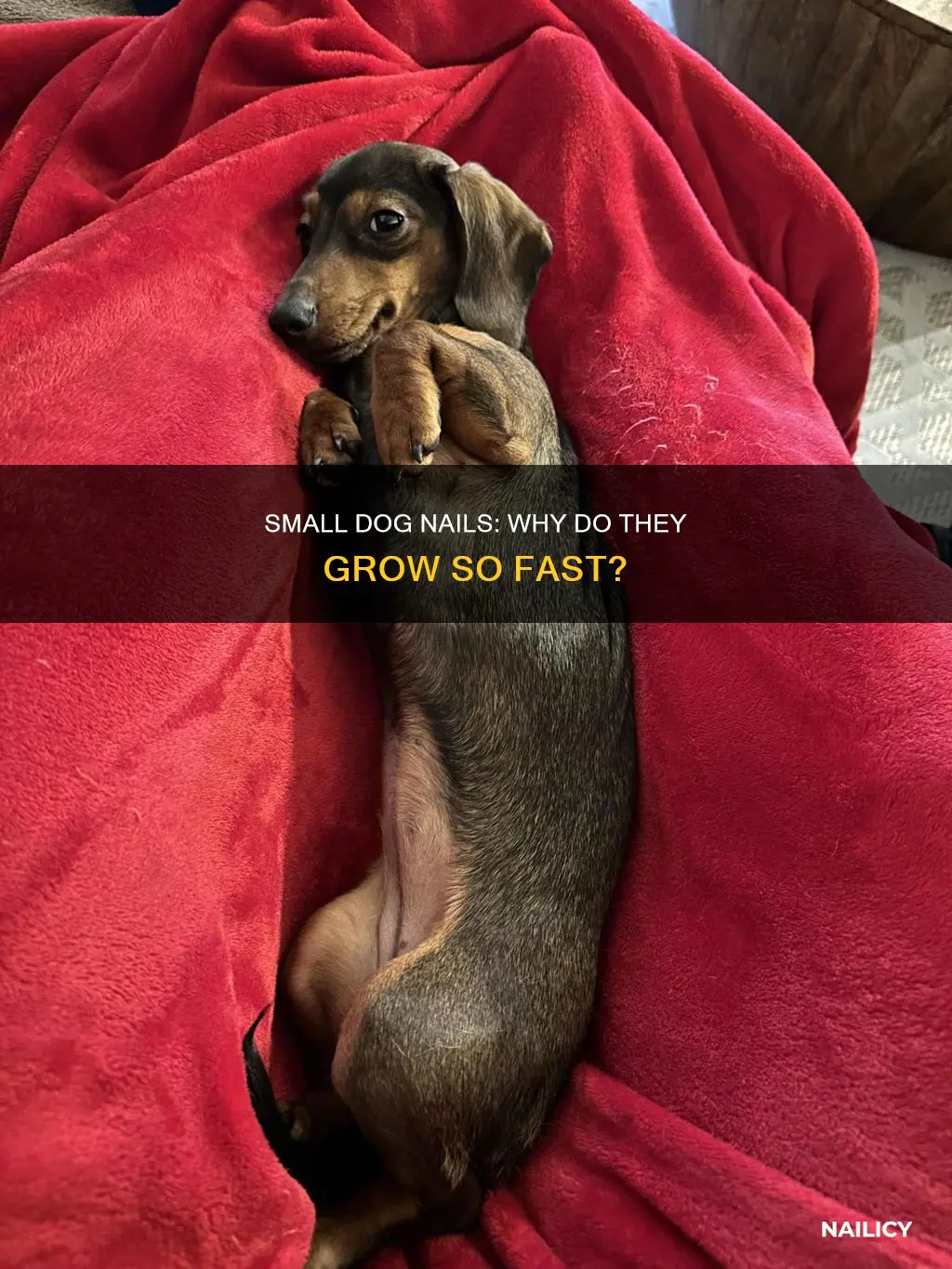 why do small dogs nails grow fast