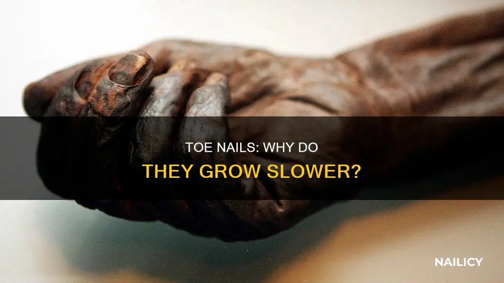 why do toe nails grow slower than finger nails