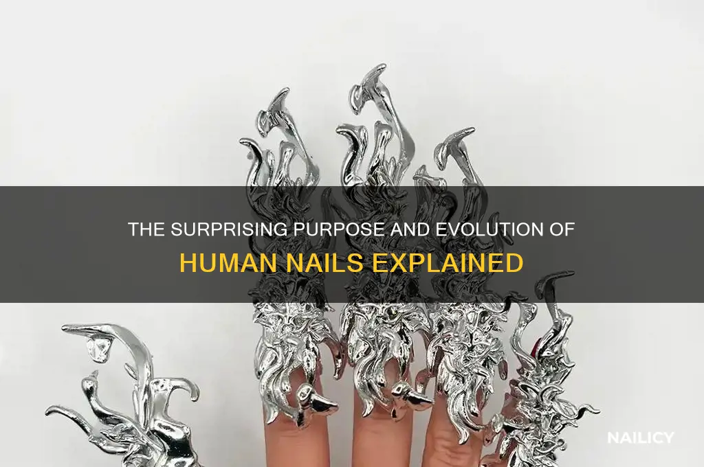 why do we gave nails