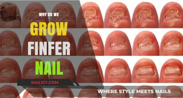 The Mystery of Fingernail Growth: Why Does It Occur?