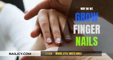 The Evolution of Fingernails: Their Purpose and Growth