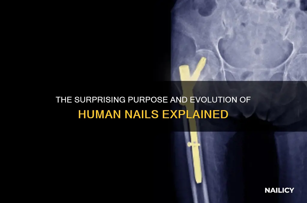 why do we have nail