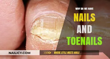 The Surprising Purpose of Nails and Toenails: Uncovering Their Function