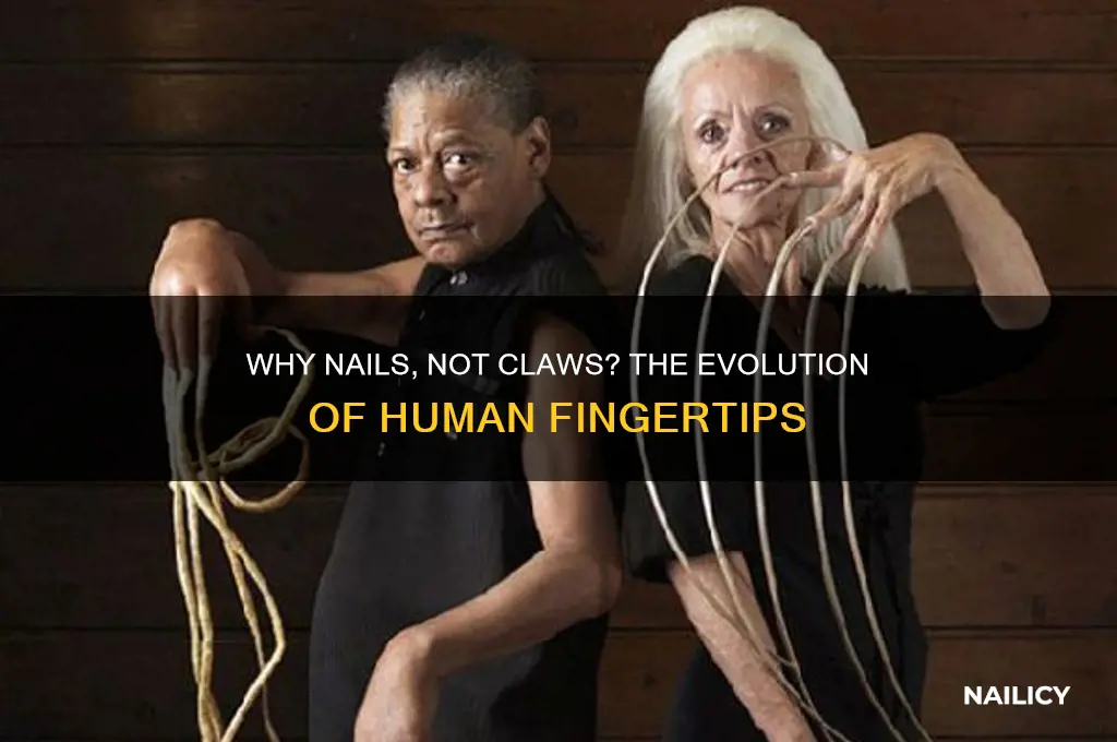 why do we have nails instead of claws