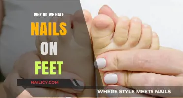 Why Do We Have Toenails? Exploring Their Surprising Purpose and Function