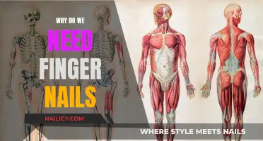 The Purpose of Finger Nails: Their Functional Benefits