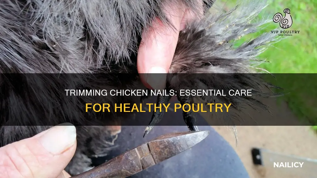 why do you trim chickens nails