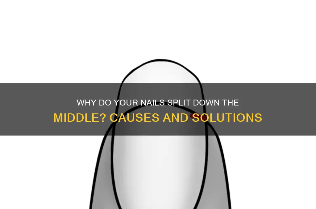 why do your nails split down the middle