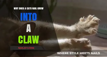 How a Cat's Claw Develops from Nails