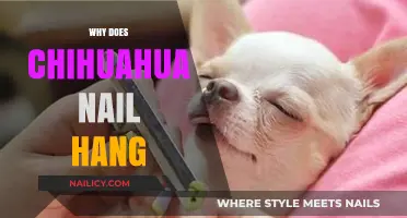 Why Do Chihuahuas Have Hanging Nails? Causes and Care Tips