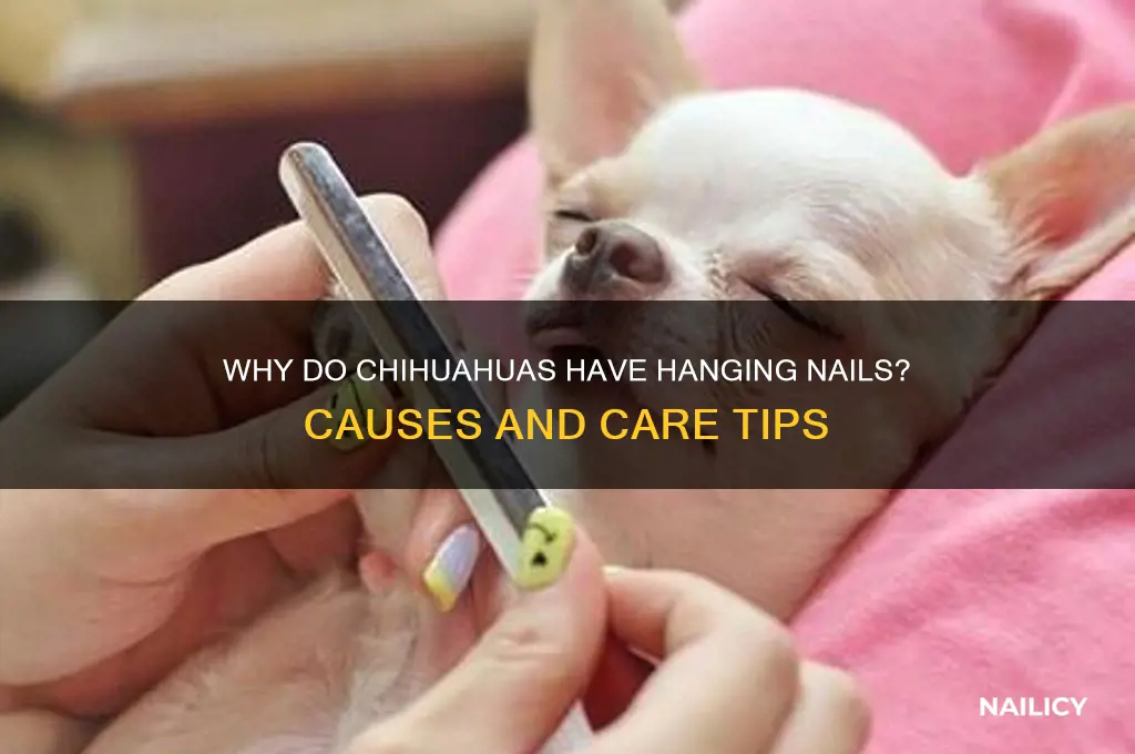 why does chihuahua nail hang
