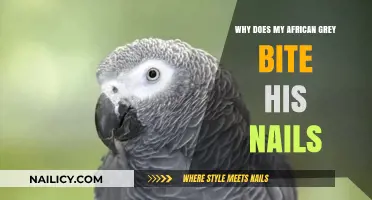 Understanding Why Your African Grey Bites His Nails: Causes and Solutions
