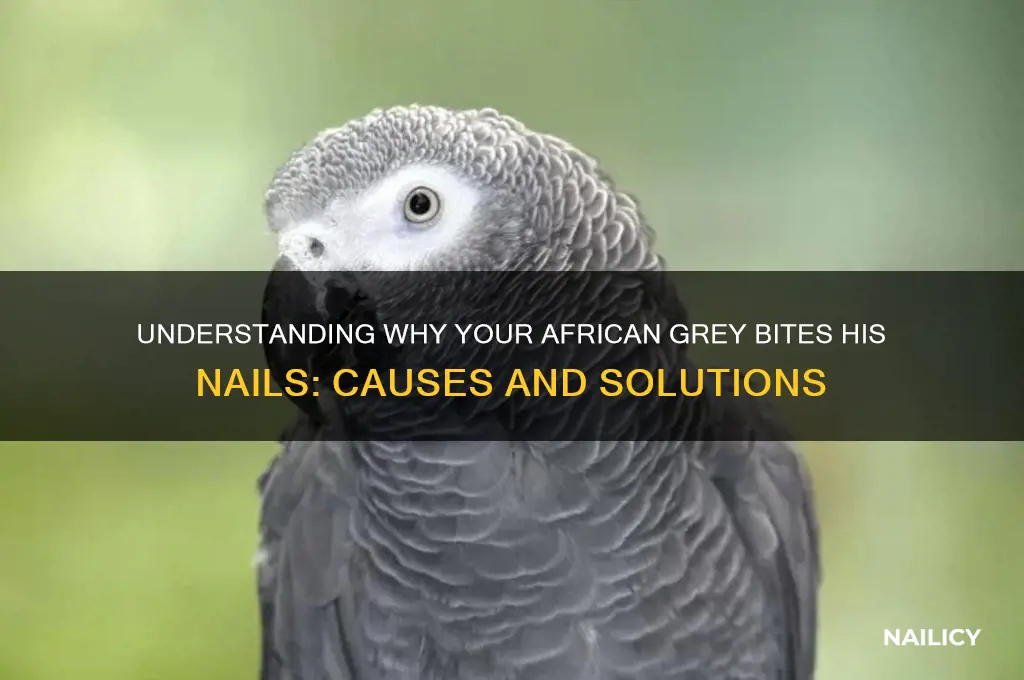 why does my african grey bite his nails