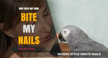 Why Does My Bird Bite My Nails? Understanding and Preventing Feathered Nibbles